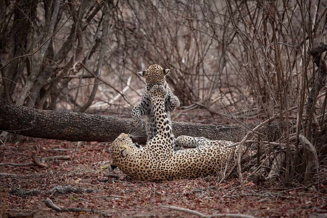 A mother leopard, Panthera pardus, plays with her cub and swipes her paw to its face