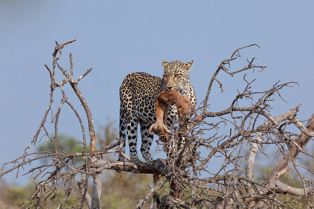 Ein Leopard, Panthera Pardus mit einem toten Impala im Maul