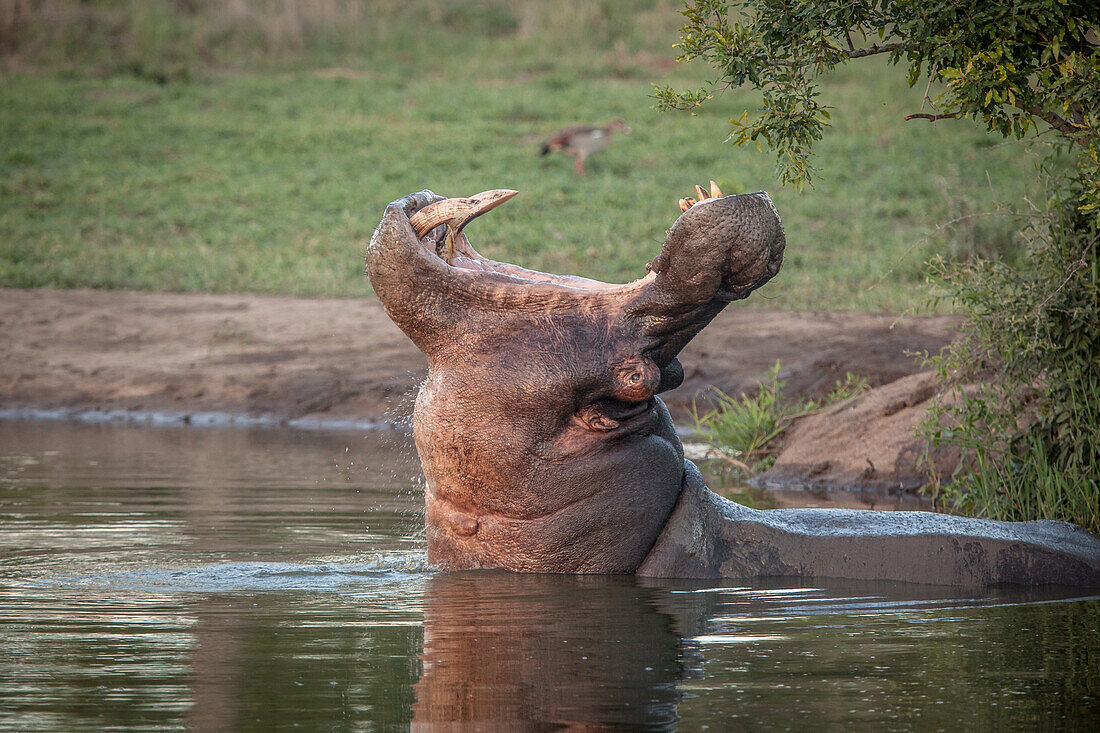 Ein Nilpferd, Hippopotamus Amphibius, gähnt in einem Wasserloch