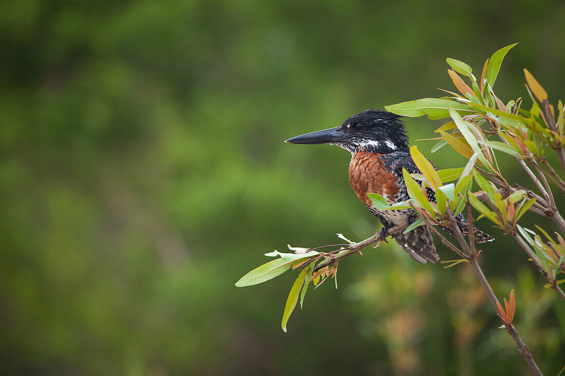 A Giant Kingfisher, Megaceryle maxima, perches on a branch