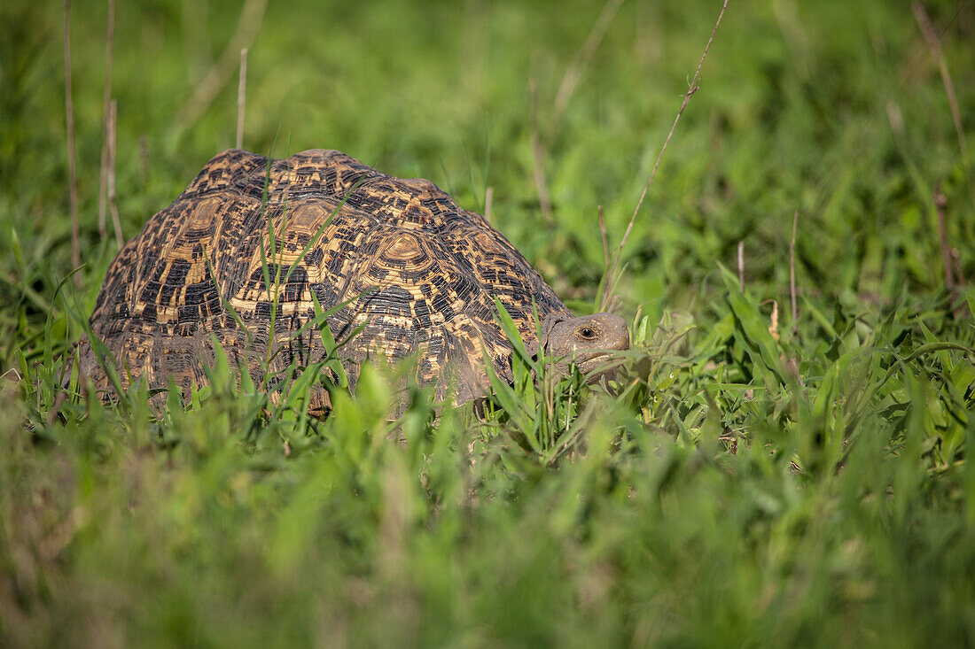 A Leopard Tortoise, Stigmochelys pardalis, walks on the ground