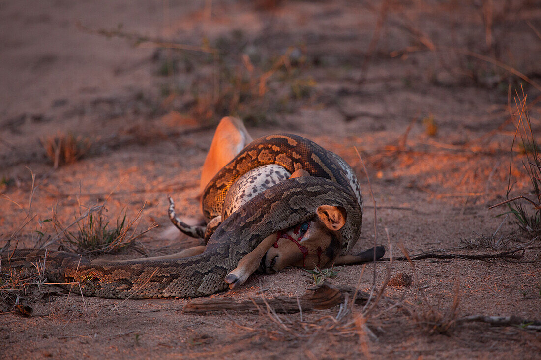 African Rock Python, Python Sebae, verengt einen Impala, Aepyceros Melampus
