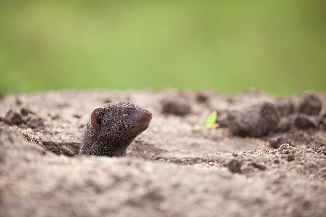 A dwarf mongoose, Helogale parvula, peeks its head out of a burrow