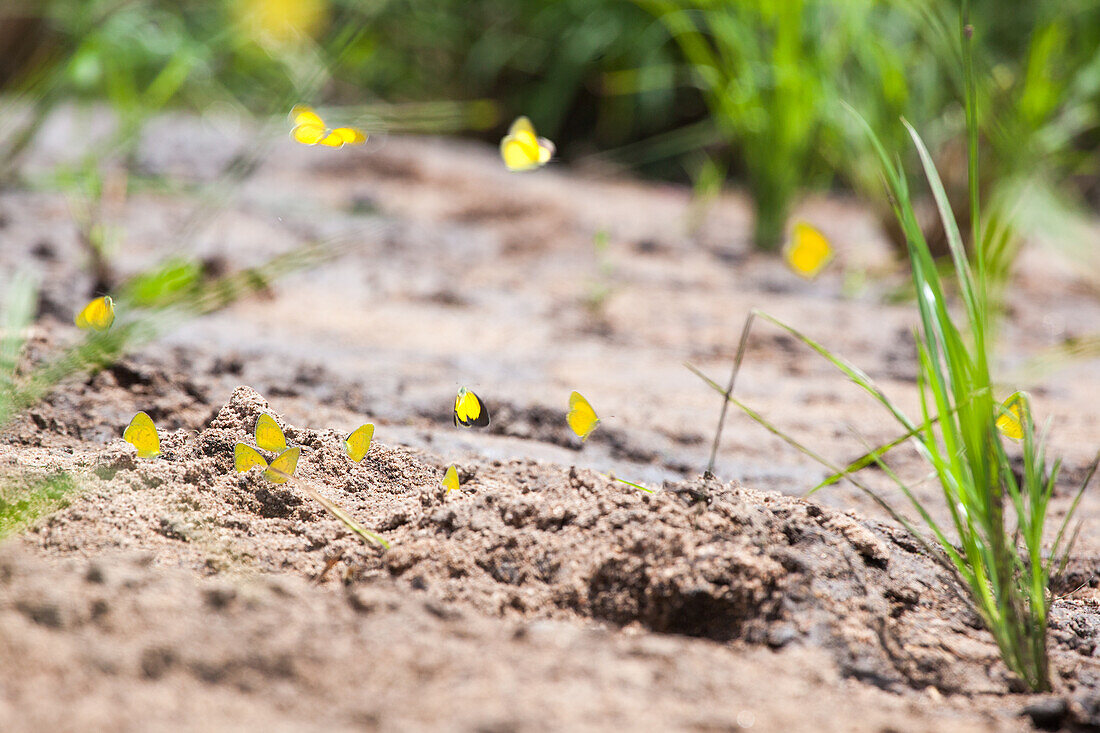 Ein Schwarm breitrandiger gelber Grasschmetterlinge, Eurema brigitta