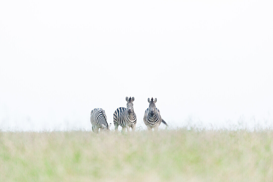 Drei Zebras, Equus quagga, gehen im kurzen grünen Gras, weißer Himmelshintergrund