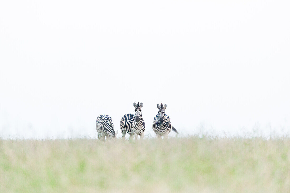 Three zebra, Equus quagga, walk in short green grass, white sky background
