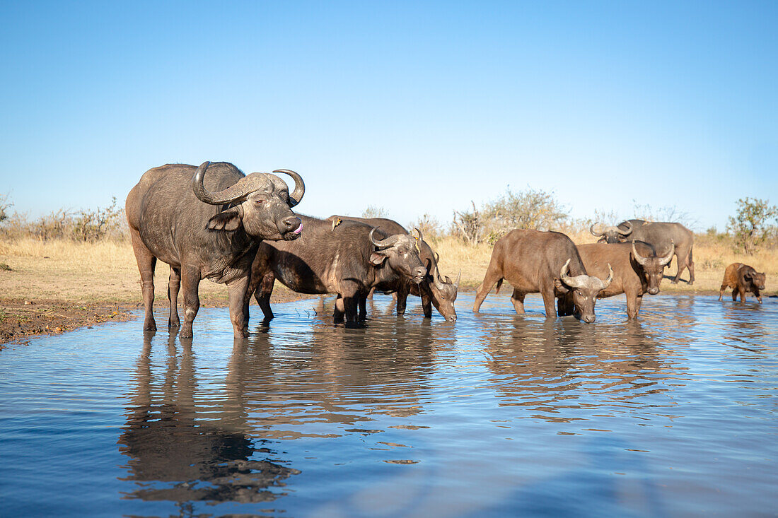 Büffelherde, Syncerus caffer, trinken Wasser aus einem Wasserloch, blauer Himmelshintergrund