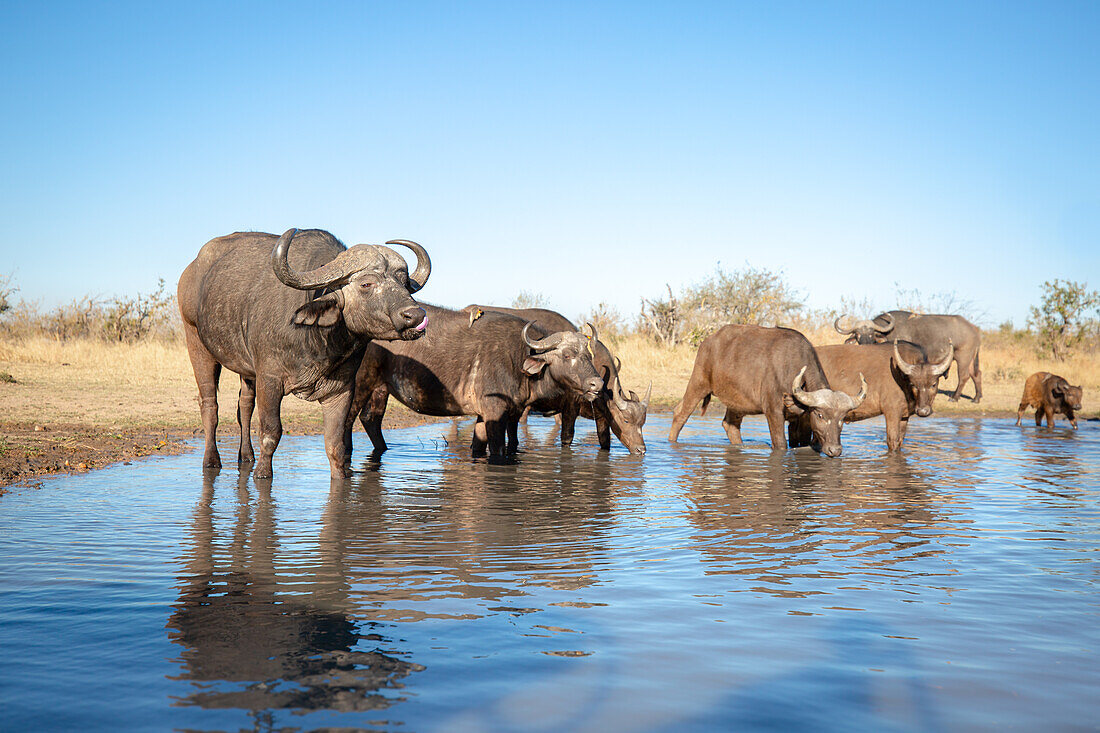 Herd of buffalo, Syncerus caffer, drink water from a waterhole, blue sky background