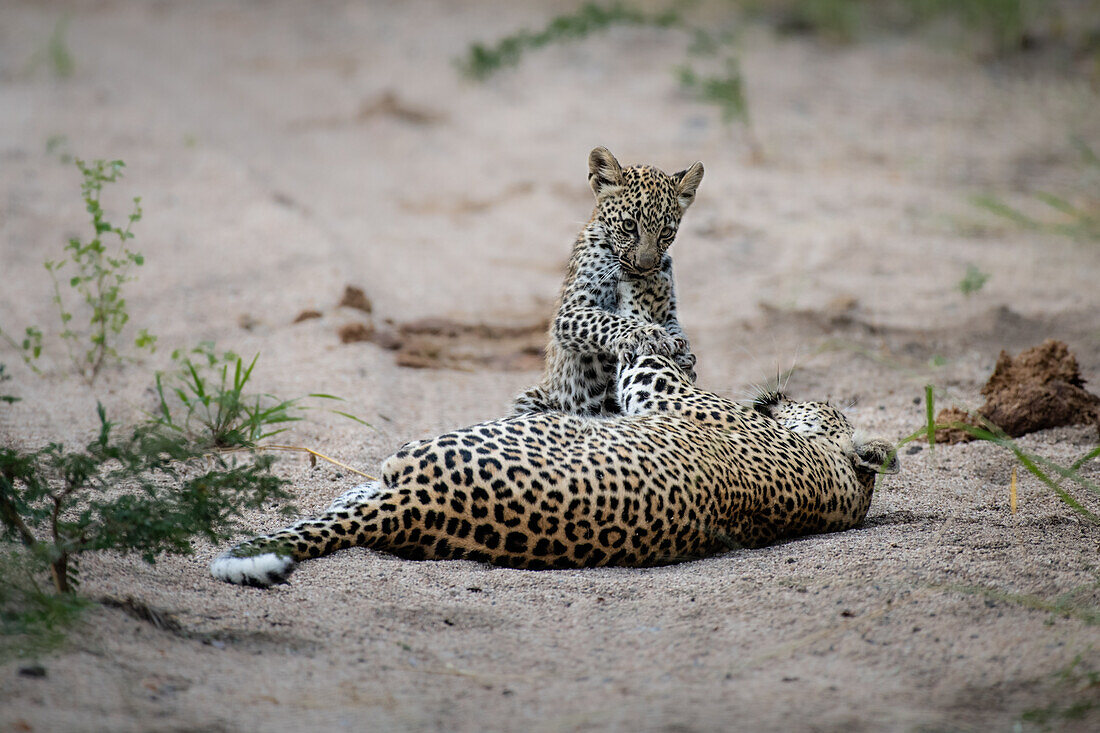 Eine Leopardin und ihr Junges, Panthera pardus, spielen zusammen im Sand