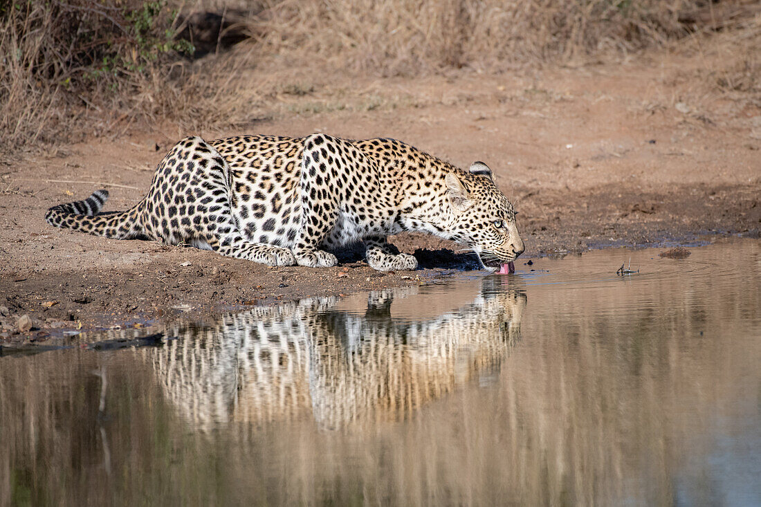 Ein Leopard, Panthera Pardus, bückt sich, um Wasser aus einem Wasserloch zu trinken
