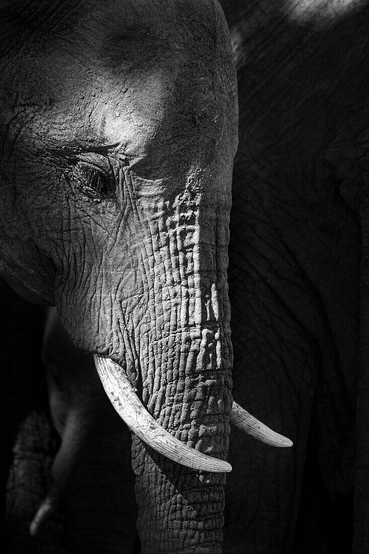 Side profile of an elephant's head, Loxodonta Africana