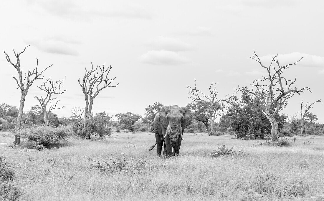 Ein Elefant, Loxodonta Africana in einer Lichtung, tote Bäume