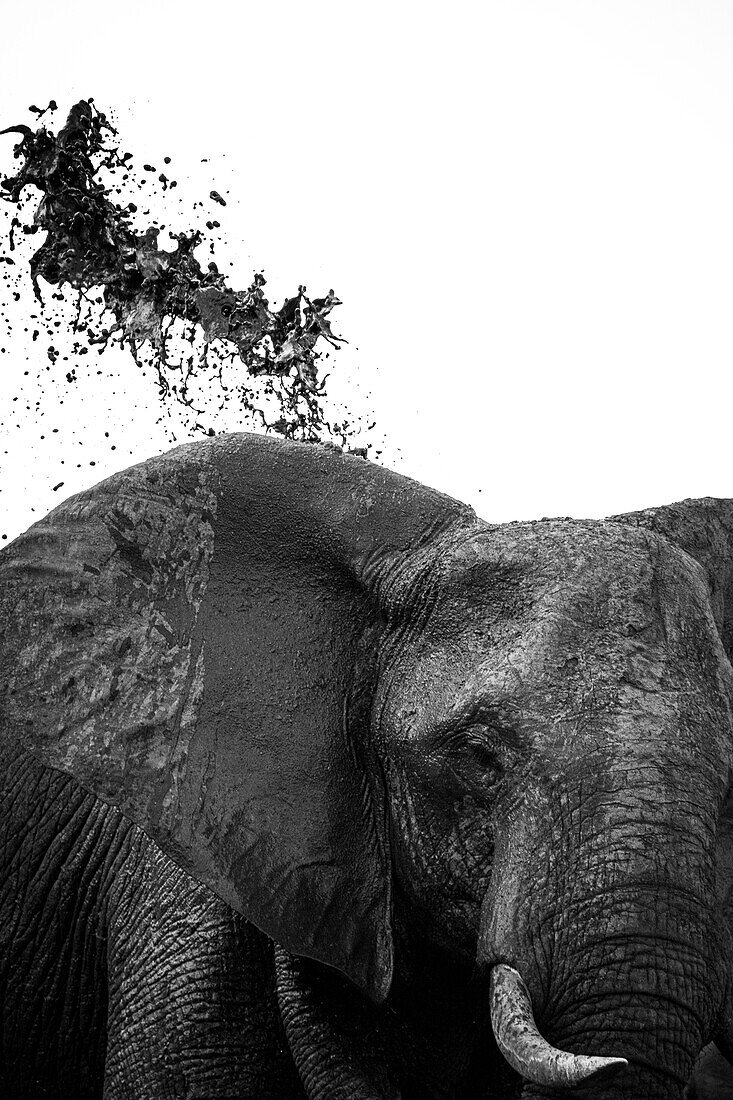Ein Elefant, Loxodonta Africana, wirft Schlamm über seinen Rücken,