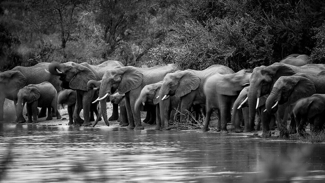 Herde von Elefanten aufgereiht, um an einer Wasserstelle zu trinken