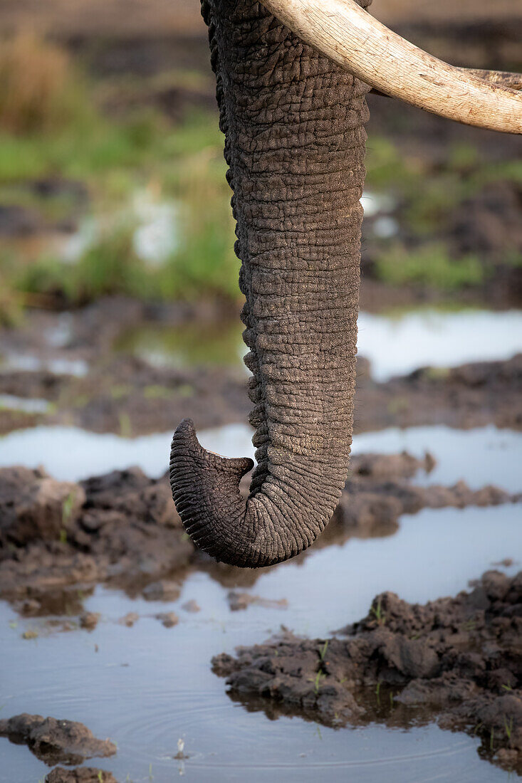 Ein Elefantenrüssel, Loxodonta africana