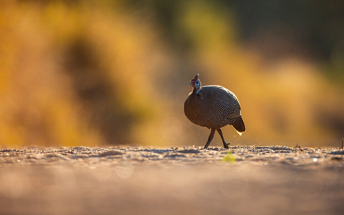 A helmeted guineafowl, Numida meleagris, walks in a clearing