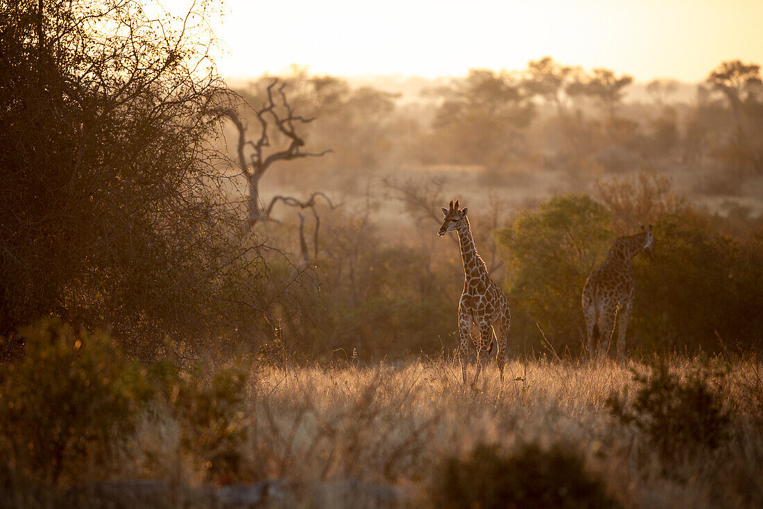 Ein Giraffenkalb entfernt sich bei Sonnenuntergang von seiner Mutter