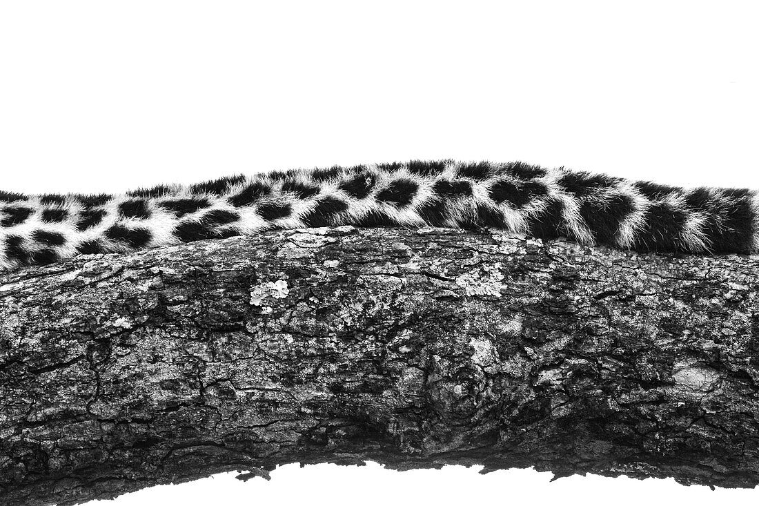 The tail of a leopard, Panthera pardus, lying on a tree branch