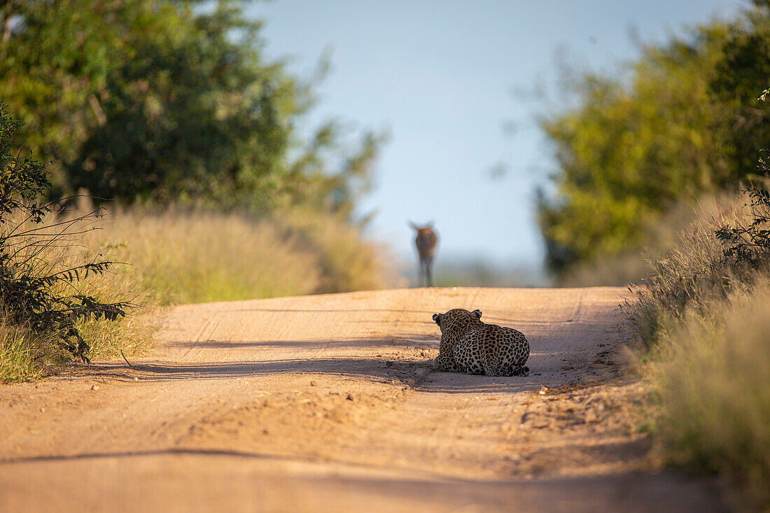 Leopard, Panthera pardus stalking an antelope