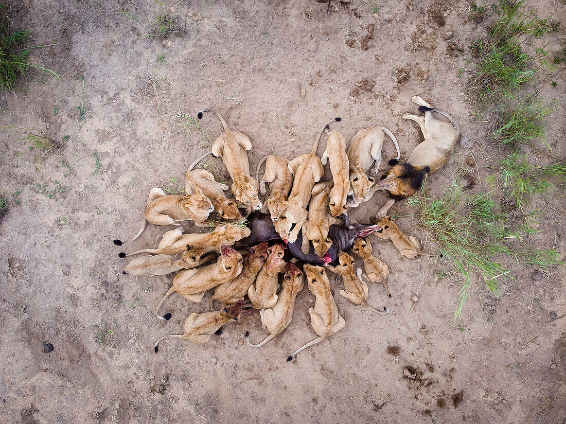 Lions feed on a kill, Panthera leo, birds eye shot