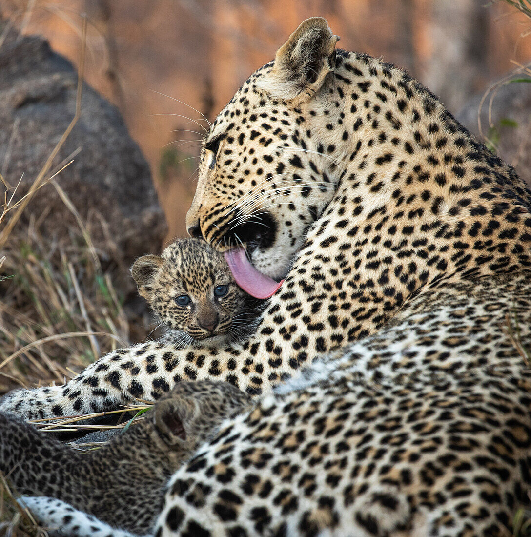 A mother leopard, Panthera pardus grooms her cub