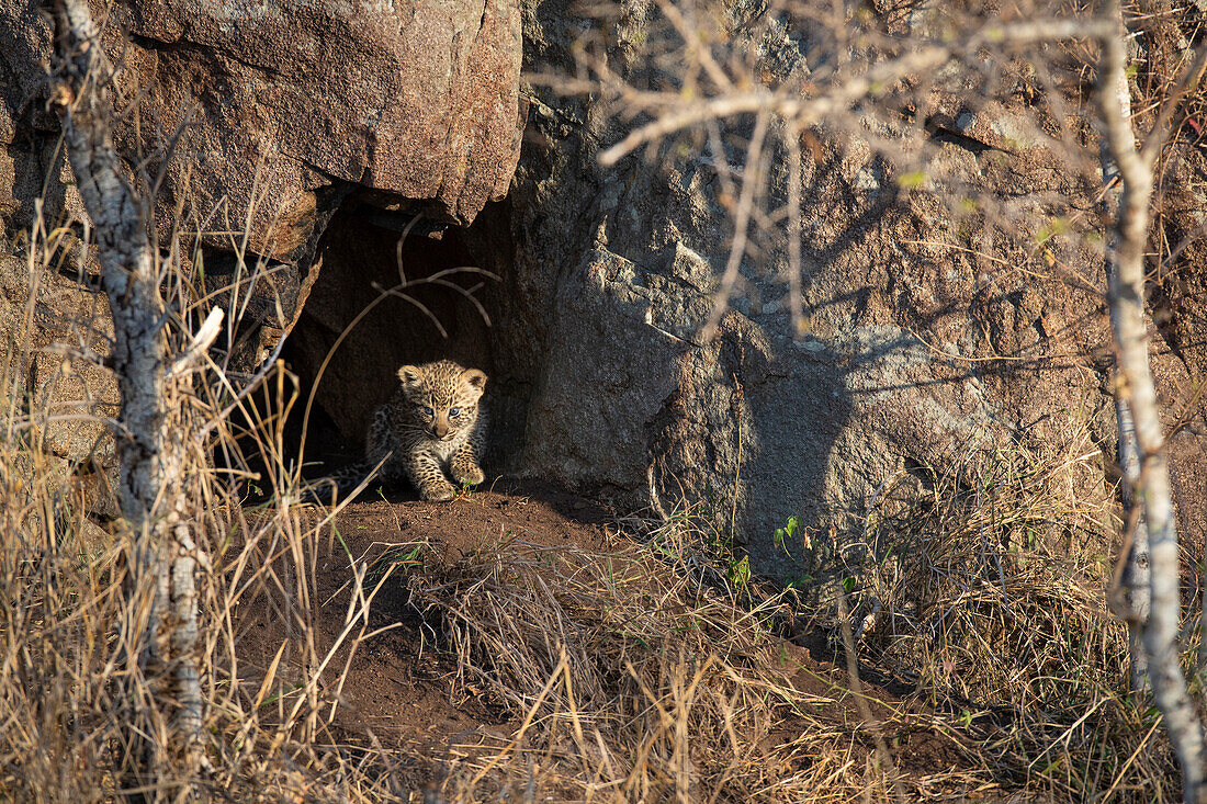 Ein Leoparden-Jungtier, Panthera pardus, kommt aus seiner Höhle