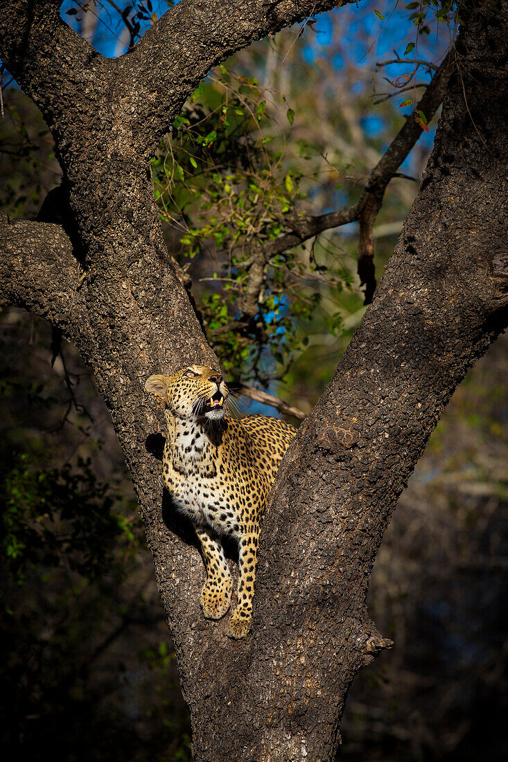 Ein Leopard, Panthera Leo, in der Gabel eines Baumes