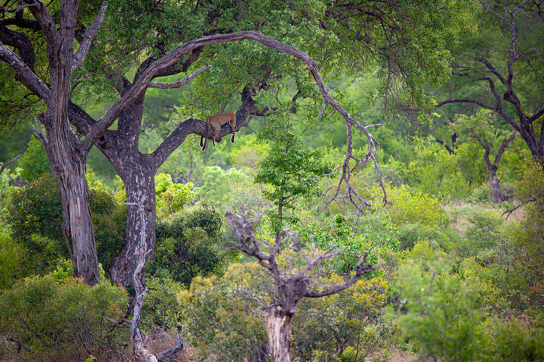 A leopard, Panthera pardus on a branch in tree