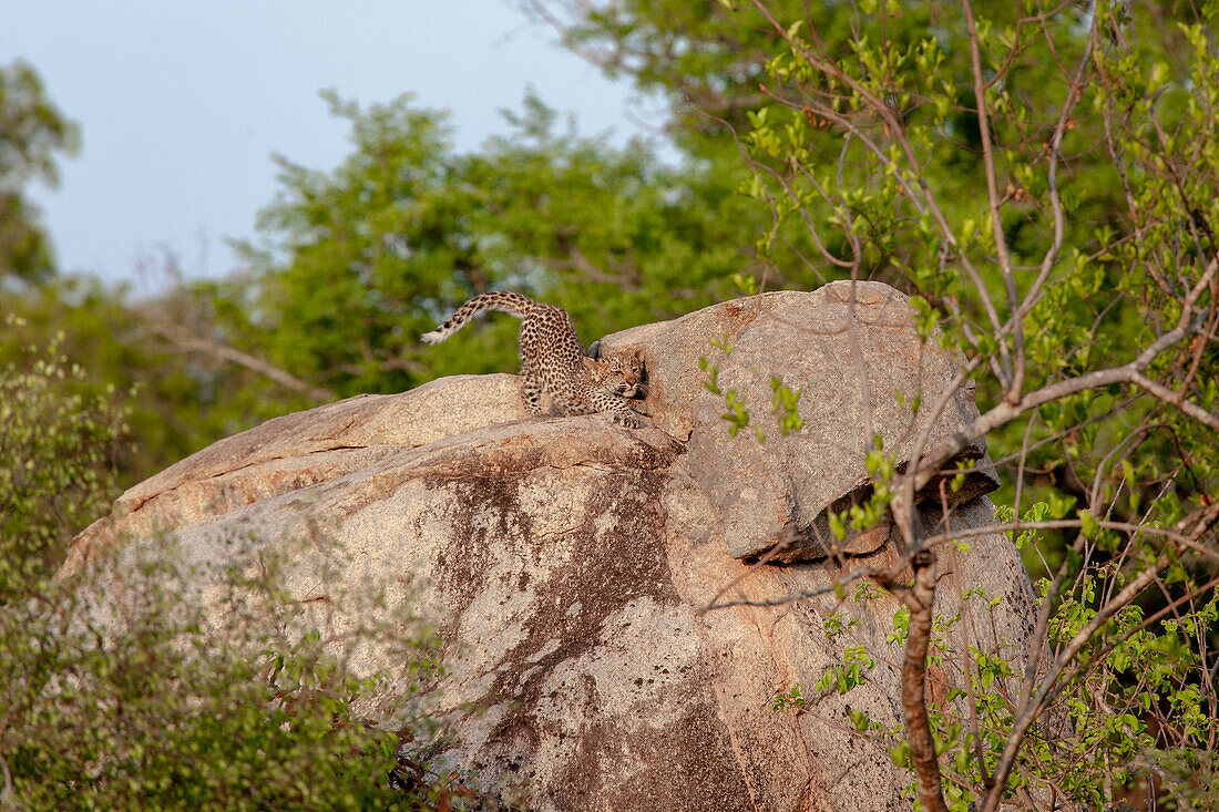 Ein Leopardenjunge, Panthera Pardus auf einem Felsbrocken