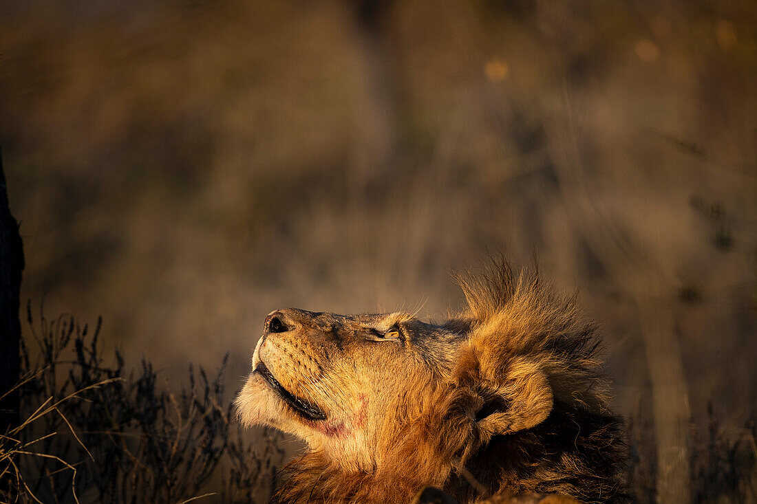 A male lion, Panthera leo, looks up