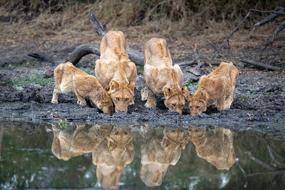 Ein Löwenrudel, Panthera leo, bückt sich zum Trinken