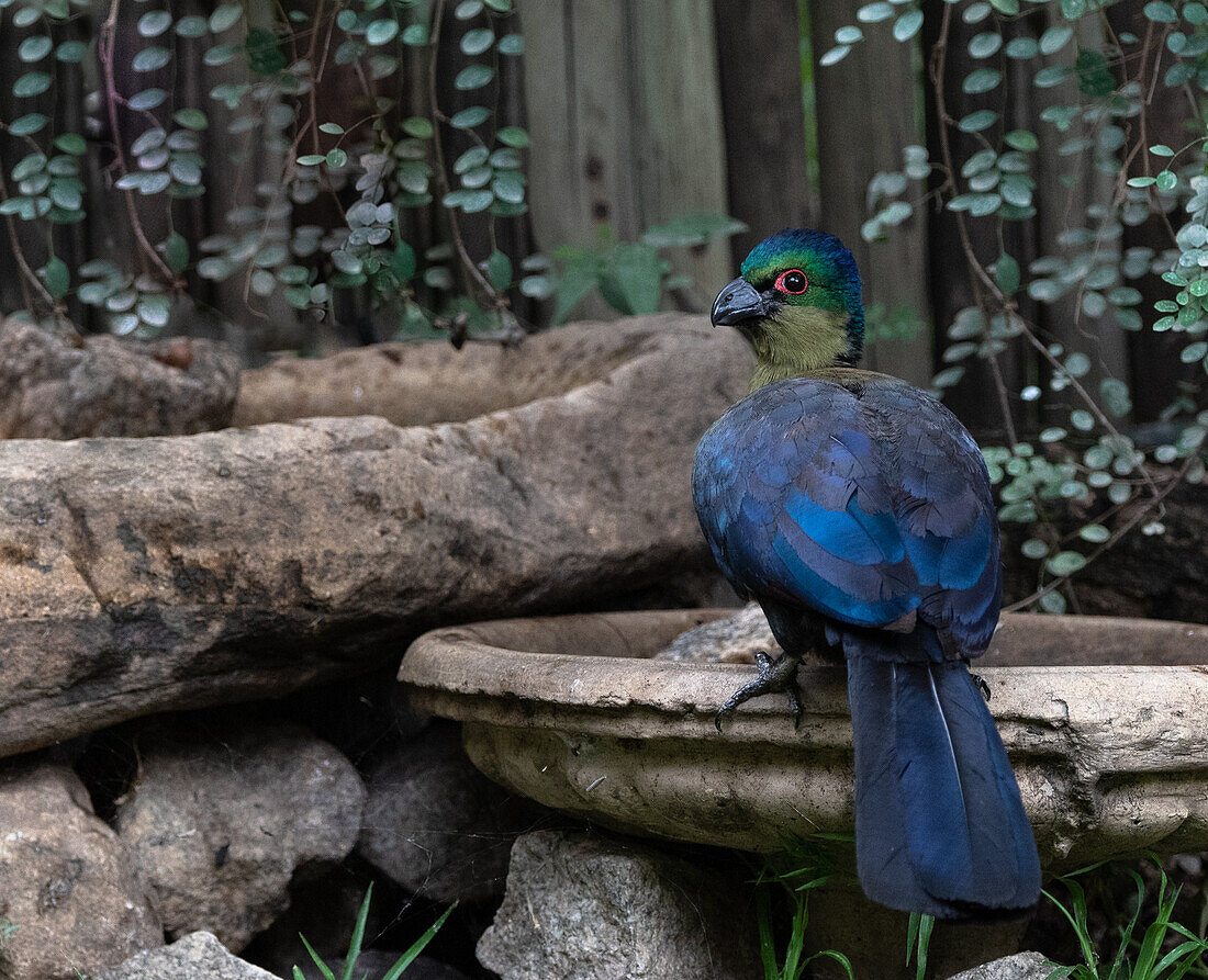 Purple Crested Turaco, Tauraco porphyreolophus, drinking