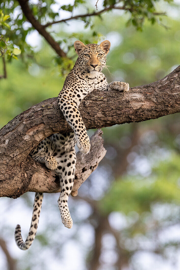 Ein Leopard, Panthera Pardus, liegt in einem Baum