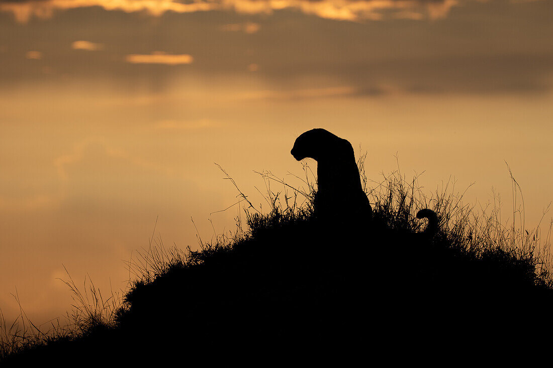 Leopard, Panthera pardus on a termite mound