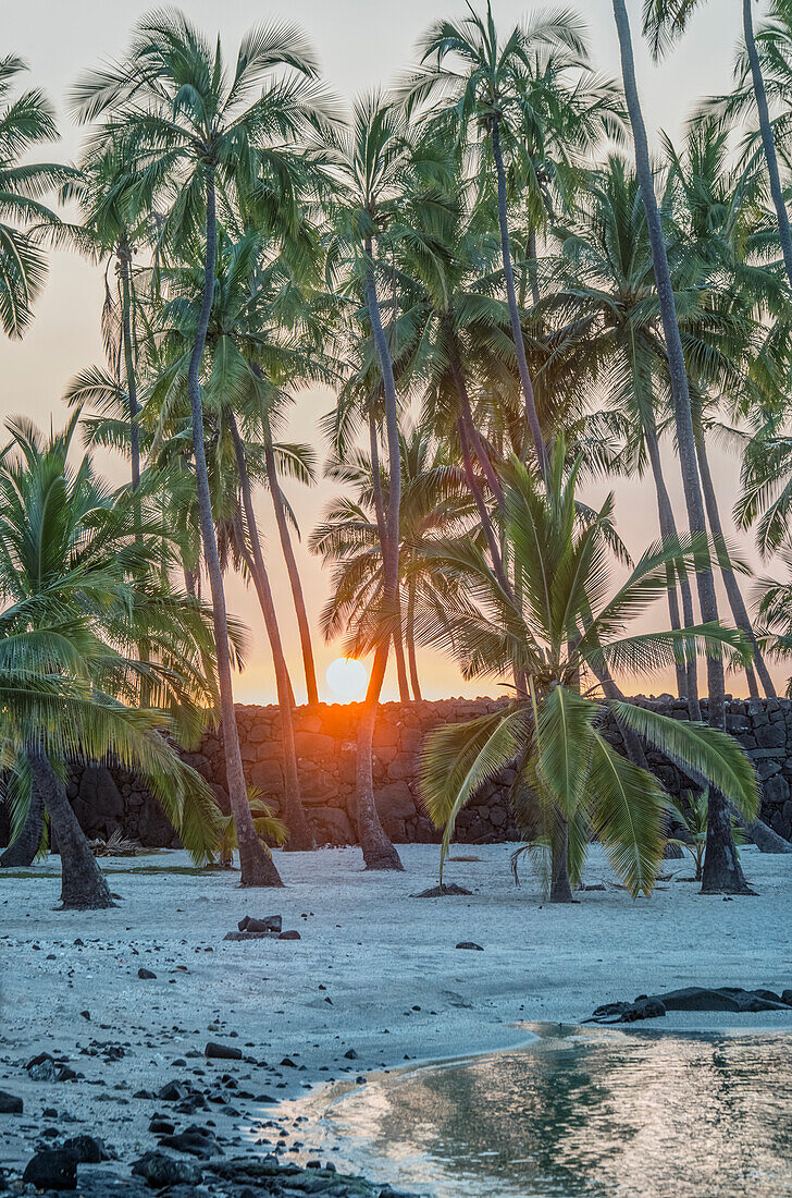 Palmen an einem Strand, Big Island, USA