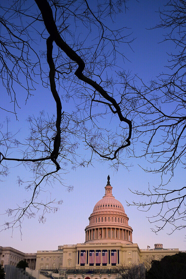 Capitol Building im Morgengrauen mit Ast, Washington DC, USA