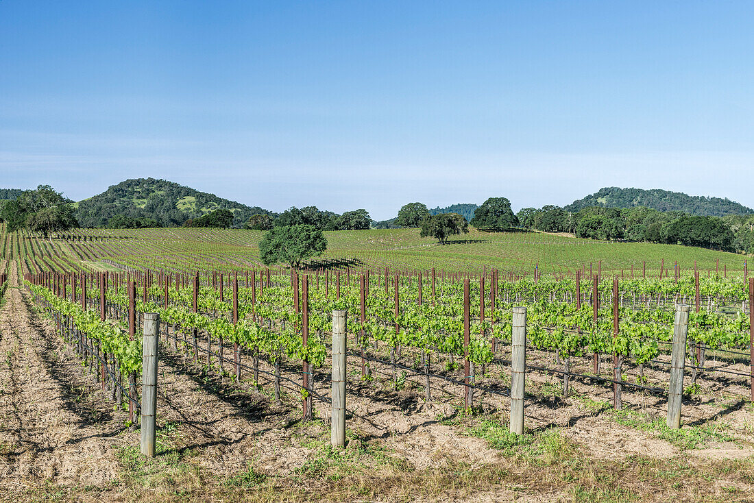 Weinberge im ländlichen Sonoma, USA