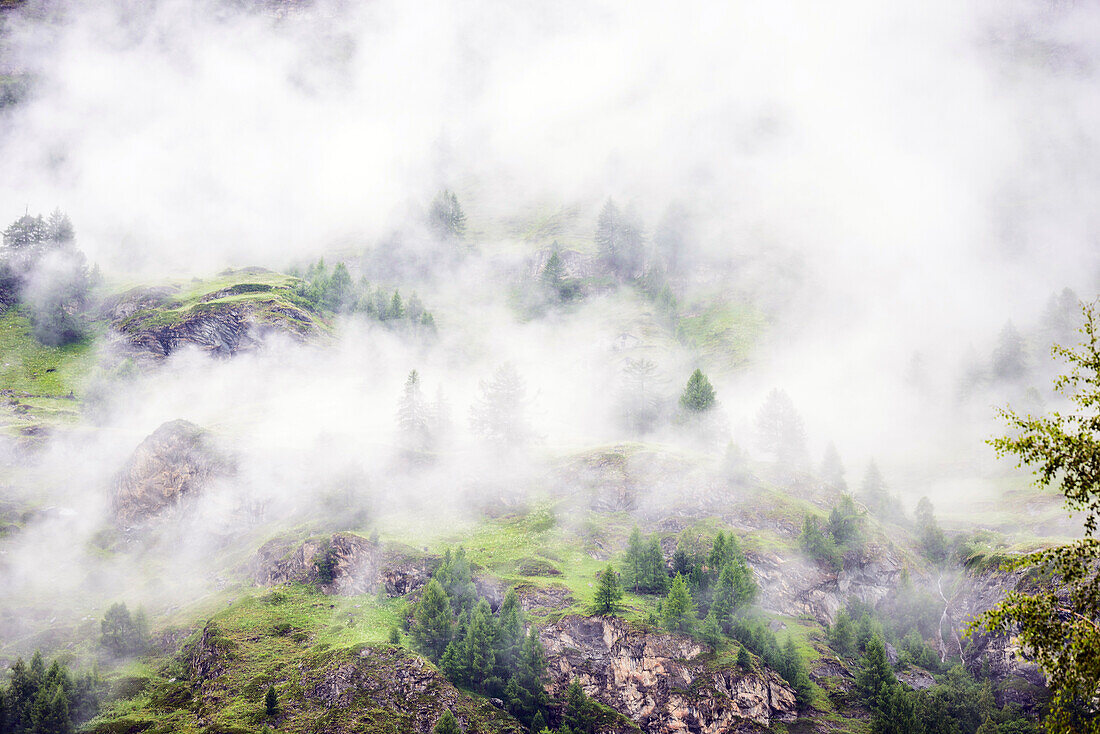 Wald in den Bergen im Nebel oder Nebel, erhöhter Blick