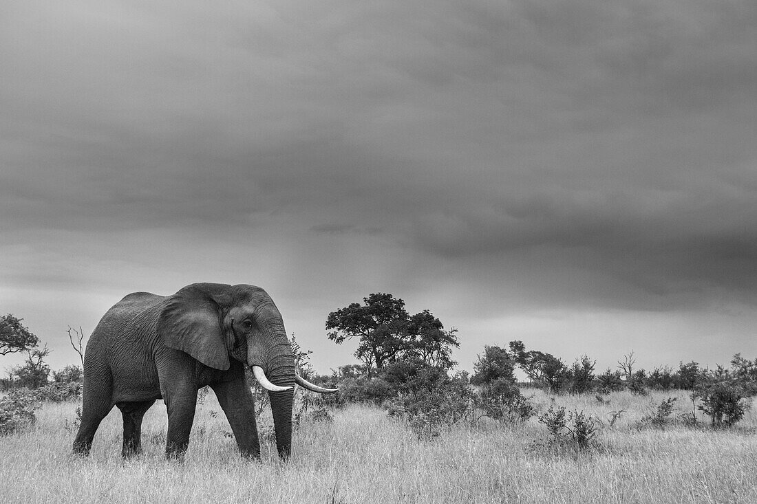 Ein Elefant, Loxodonta africana, geht durch eine Lichtung, in Schwarz und Weiß