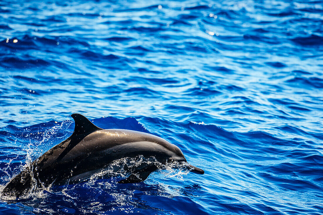 Dolphin emerging from the water in ocean