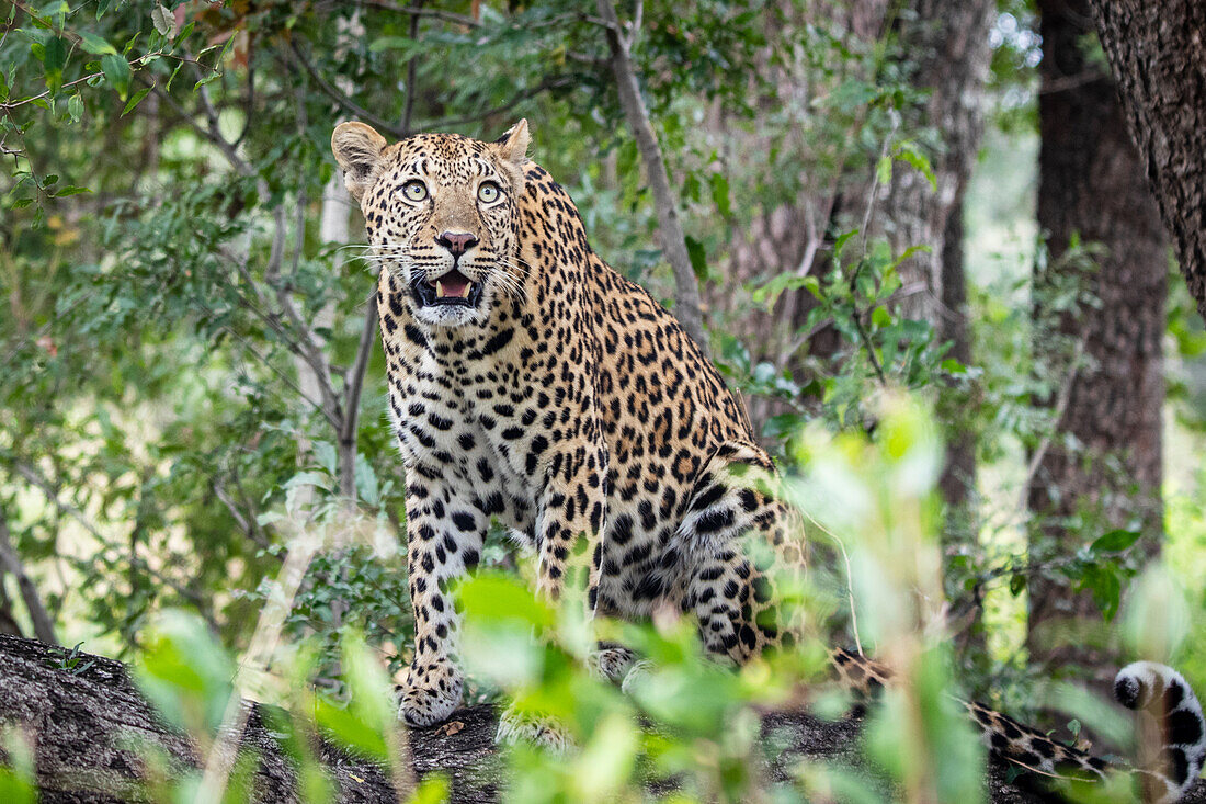 Ein Leopard, Panthera pardus, sitzt auf einem Baumstamm und schaut nach oben, umgeben von viel Grün