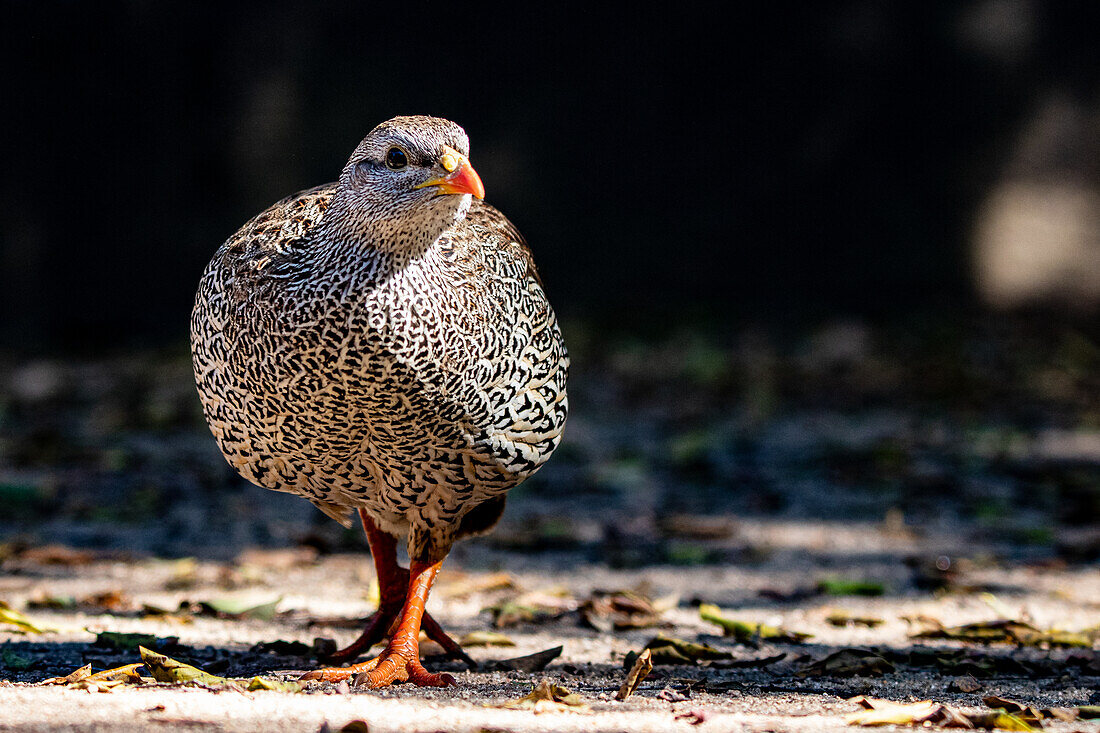 Ein Natal Spurfowl, Pternistis natalensis, geht auf die Kamera zu, direkter Blick