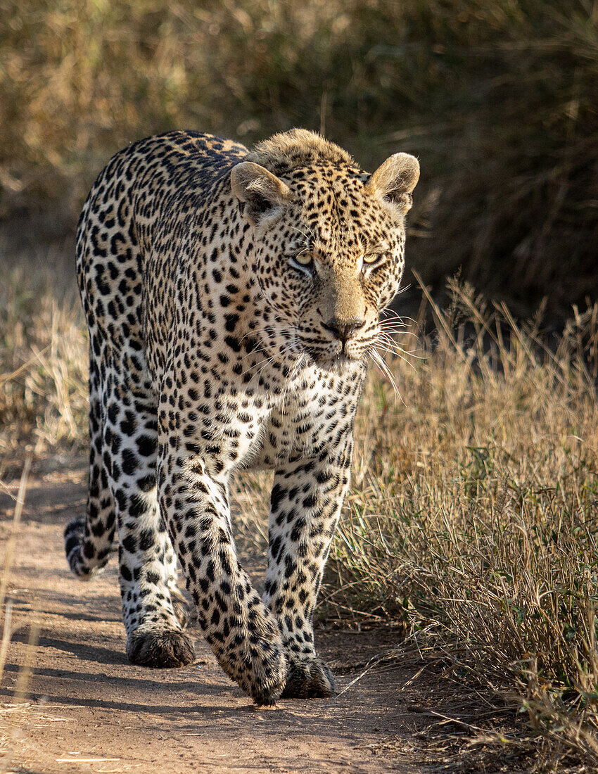Ein männlicher Leopard, Panthera pardus, geht einen Sandweg entlang und schaut in die Ferne