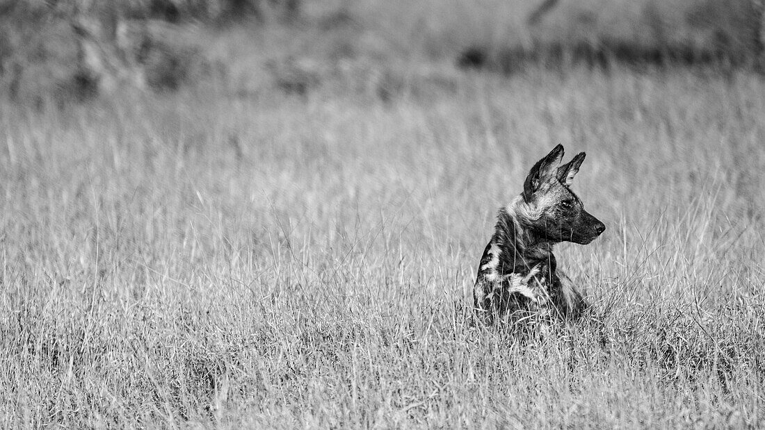 A wild dog, Lycaon pictus, sits in long grass and looks out of frame, black and white