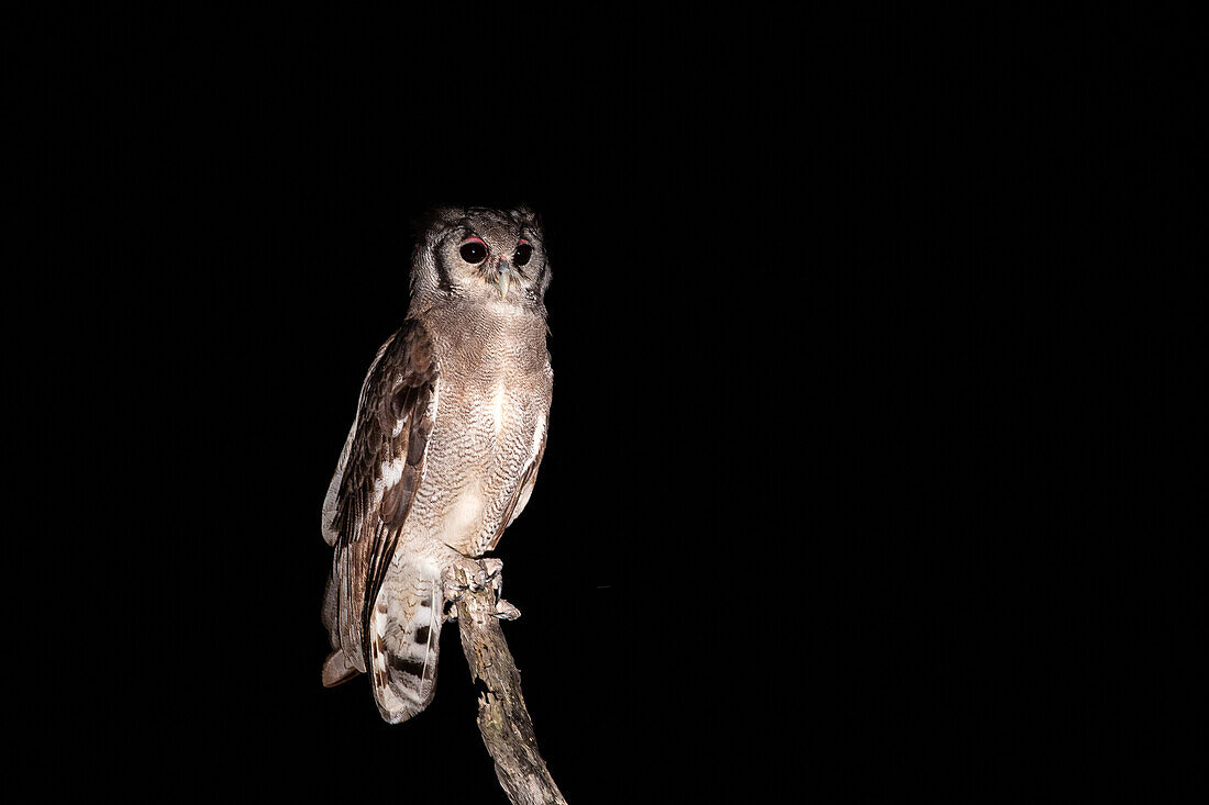 A verreaux eagle owl, Bubo lacteus, stands on a dead tree, at night