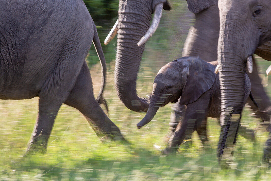 Ein Elefantenkalb, Loxodonta africana, geht mit der Herde, Bewegungsunschärfe