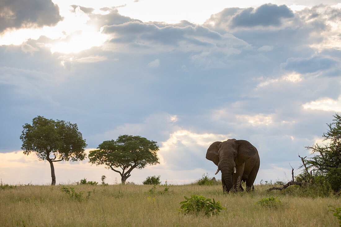 Ein Elefant, Loxodonta Africana, geht durch eine grasbewachsene Lichtung, Wolken im Hintergrund