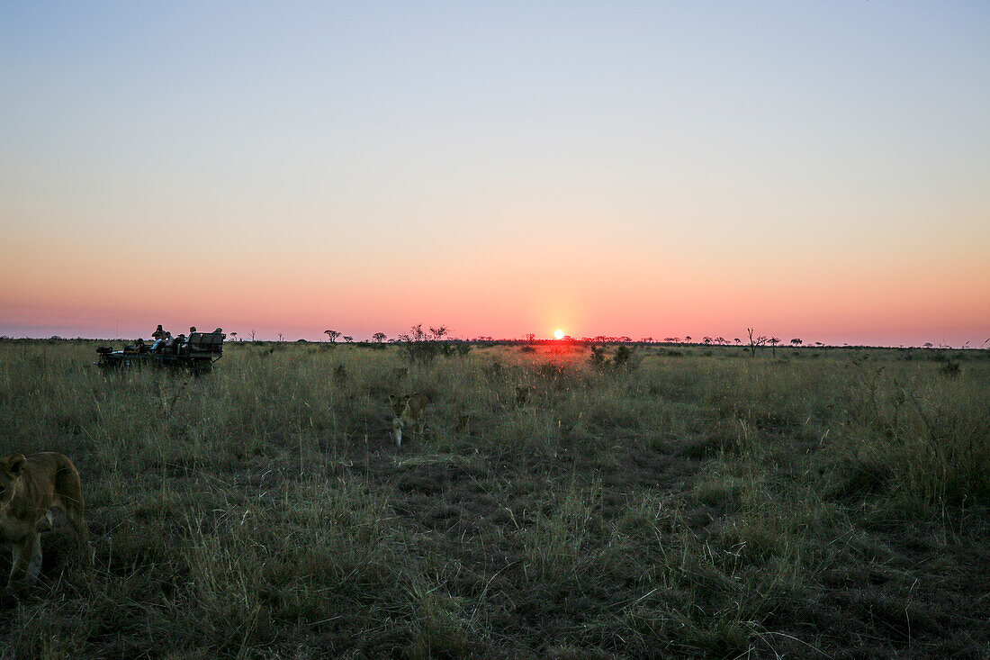 Ein Löwenrudel, Panthera leo, geht bei Sonnenuntergang in der offenen Savanne an einem Safarifahrzeug vorbei.