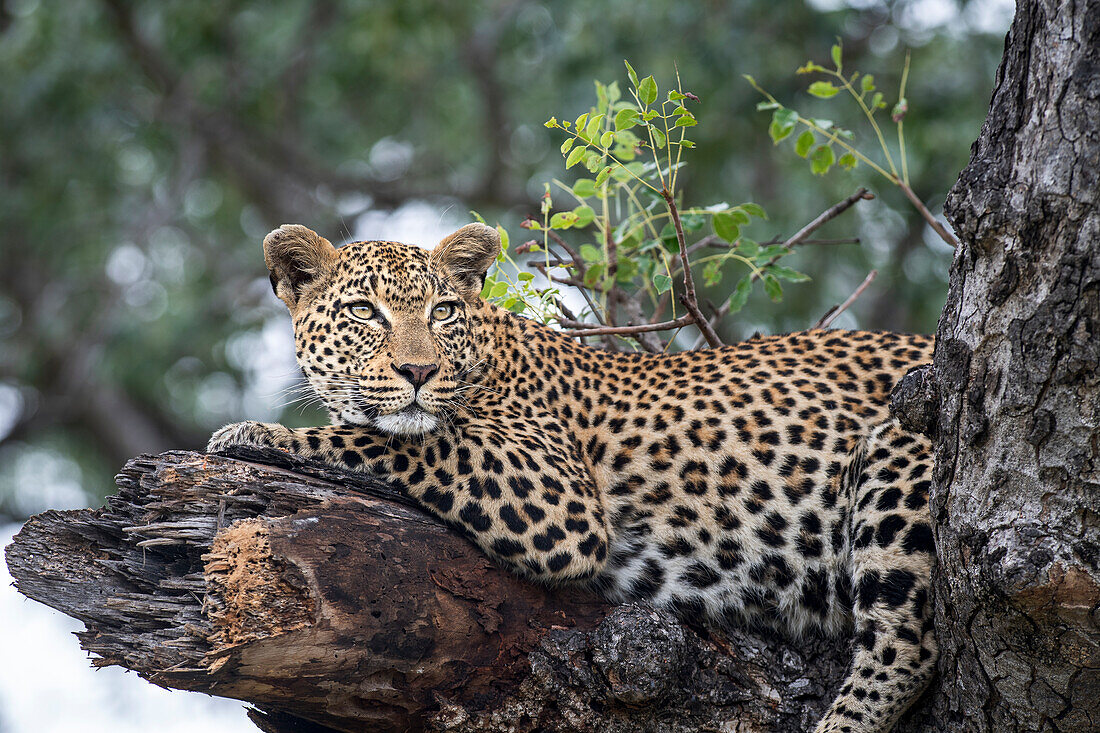 A female leopard, Panthera pardus, lies on a broken tree branch.