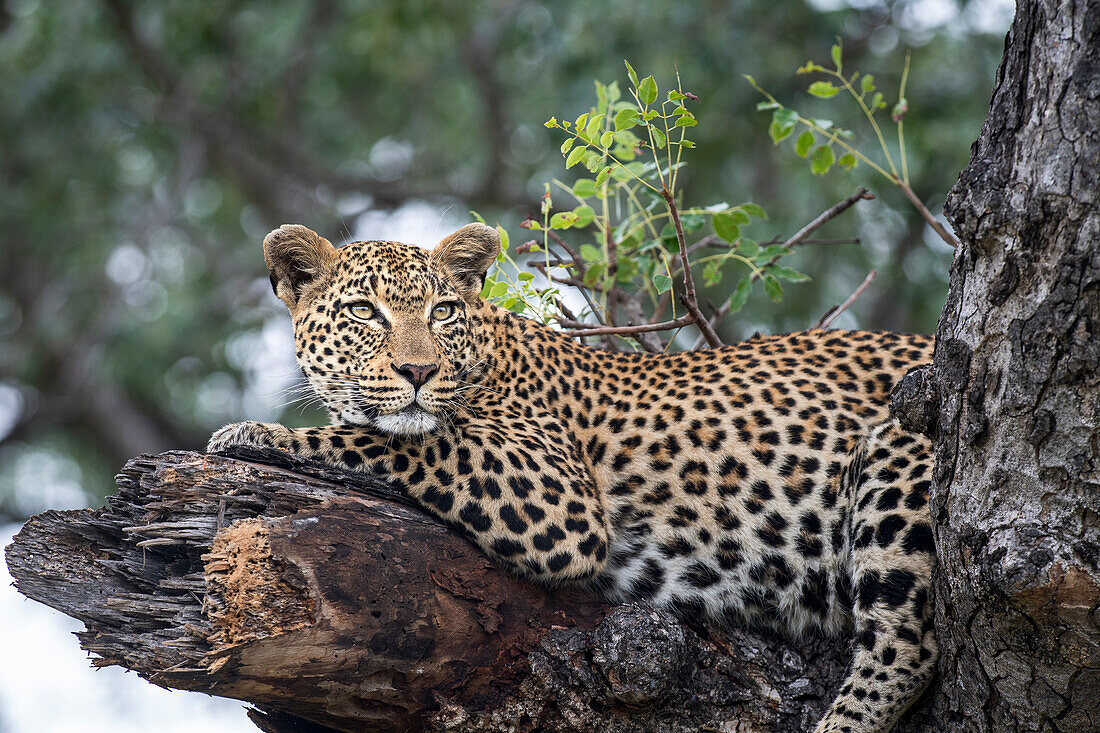 Ein weiblicher Leopard, Panthera Pardus, liegt auf einem gebrochenen Ast.